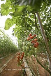 Image du Maroc Professionnelle de  Avec l'introduction des cultures sous abris serres, la région de Dakhla est devenue en très peu de temps célèbre pour ces productions de fruits et légumes destinés à l’export.  Sous d’immenses serres, la production des tomates en grappes bénéficie d’un climat phénoménalement ensoleillé, tempéré et régulier, Mardi 21 Novembre 2006. (Photo / Abdeljalil Bounhar)